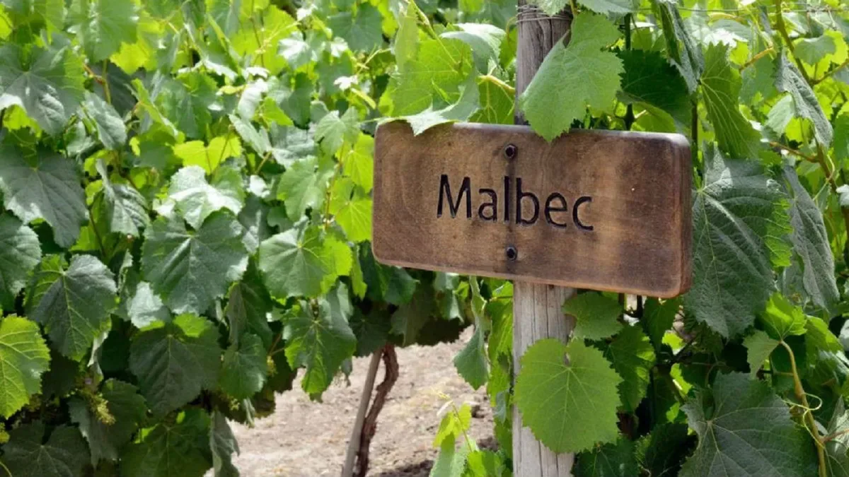 De casi desaparecer en Francia a ser el emblema que posicionó al vino argentino en el mapa mundial. Una combinación de políti