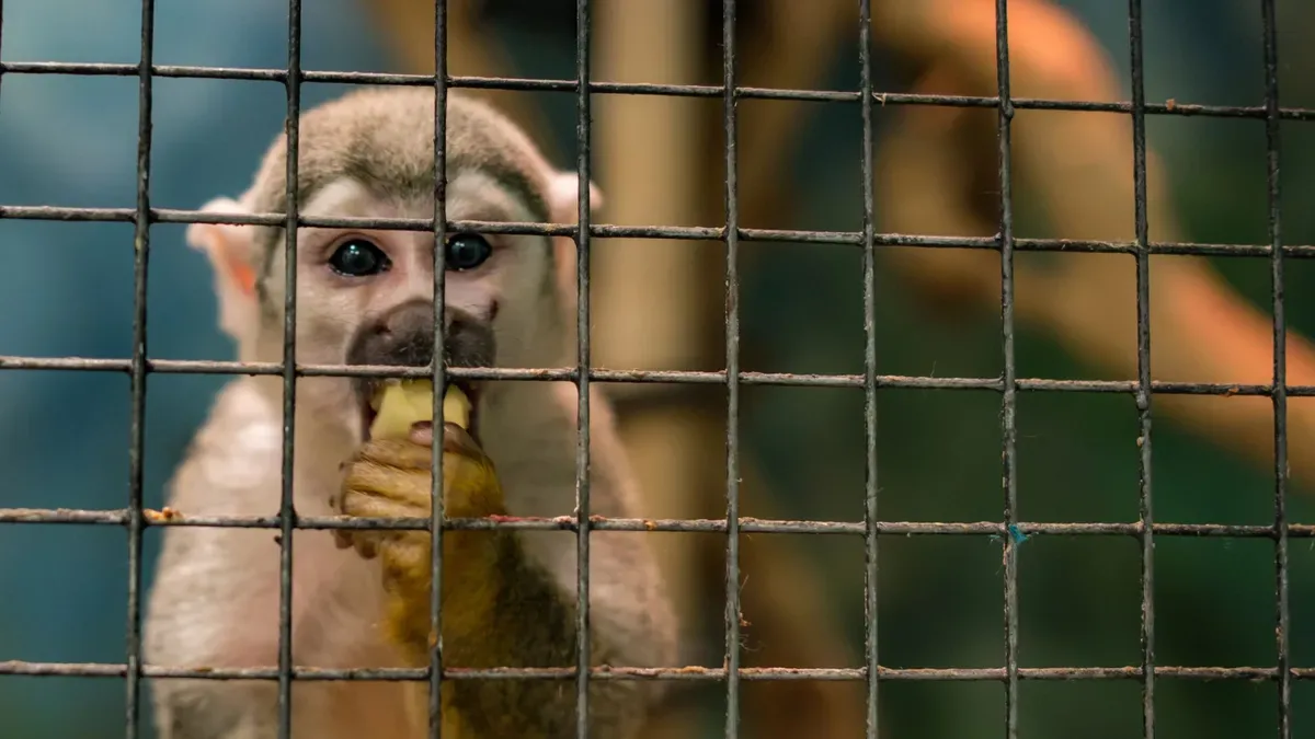 Mono rhesus en jaula de laboratorio con fondo industrial en China
