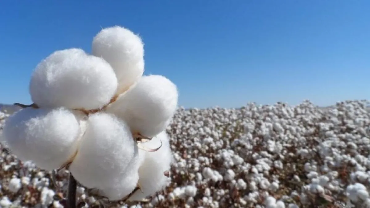 Campo de algodón transgénico argentino con plantas verdes y capullos blancos en plena cosecha