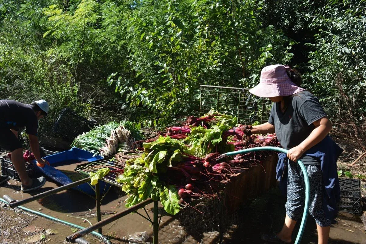 Endeudamiento récord en el cinturón hortícola platense: 340 familias productoras en situación crítica